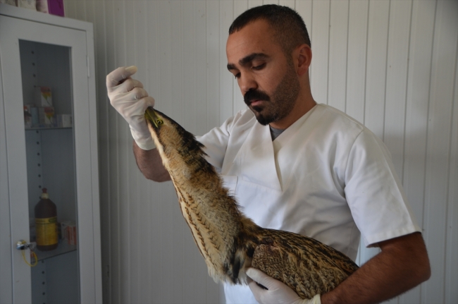 Hakkari'de veteriner hekim yabani hayvanlara şifa dağıtıyor